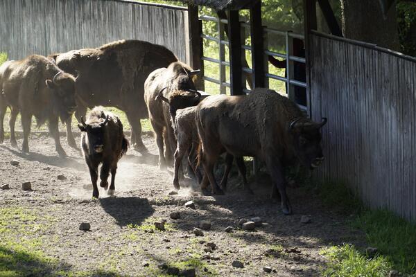 Herd of european bisons and wooden fence