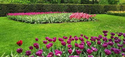 Field of blooming tulips in Keukenhof, Netherlands. The tulip is an ornamental flower of the genus of liliaceae plants, formed by a single flower on each stem photo