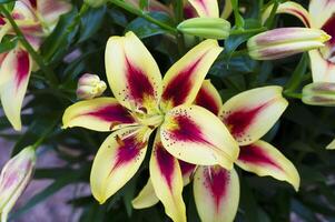 Amaryllis isolated on background. Spring and wonderful natural flowers photo