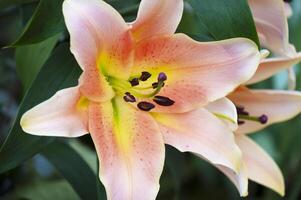Amaryllis isolated on background. Spring and wonderful natural flowers photo