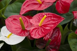 Anthurium isolated on background. Spring and tropical flowers photo
