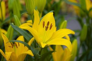 Amaryllis isolated on background. Spring and wonderful natural flowers photo