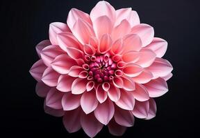 Dahlia isolated on dark background. Spring and wonderful natural flowers photo