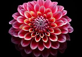 Dahlia isolated on dark background. Spring and wonderful natural flowers photo
