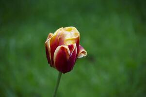 Close-up of blooming tulip in Keukenhof, Netherlands. The tulip is an ornamental flower of the genus of liliaceae plants, formed by a single flower on each stem photo
