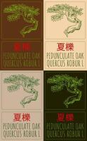 Set of drawing PEDUNCULATE OAK in Chinese in various colors. Hand drawn illustration. The Latin name is QUERCUS ROBUR L. vector