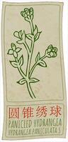 Drawing PANICLED HYDRANGEA in Chinese. Hand drawn illustration. The Latin name is HYDRANGEA PANICULATA S. vector