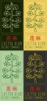 Set of drawing CASTOR BEAN in Chinese in various colors. Hand drawn illustration. The Latin name is RICINUS COMMUNIS L. vector