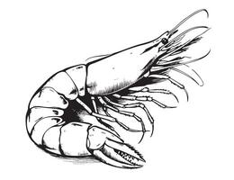 Large shrimp sketch, hand drawn prawn in engraved graphic style vector