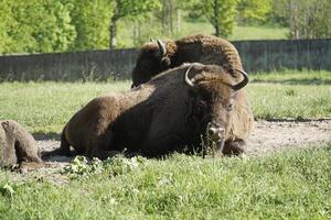 European bison laying on a grass photo