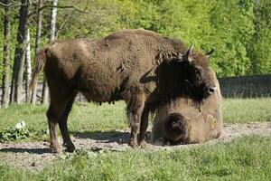 European bisons laying on field photo