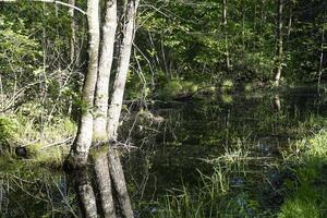 Forest and swamp - Masuria, Poland photo
