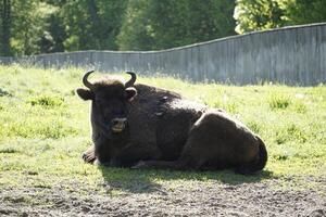 European bison laying on a grass photo