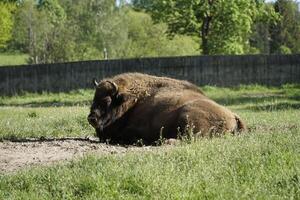 European bison laying on a grass photo
