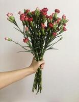 bouquet of carnation in a hand photo