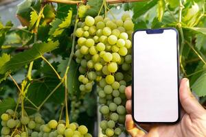 Concept of smart agriculture. Smartphone in farmer hand on background of green harvesting grapes. Blank empty white screen mock up phone advertisement technology photo