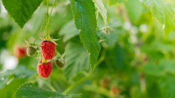 Raspberries Fruits on Bush in Farm or Garden. Harvest or Picking raspberry. Greenery background leaves. Copy space for text. Countryside food produce photo