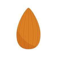Almond . Almond on white background. vector