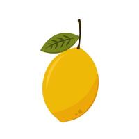 Half lemon citrus fruit isolated on white background. lemon . vector