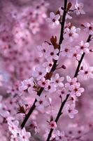 Blossom tree. Nature background. Sunny day. Spring flowers. Beautiful Orchard. Abstract blurred background. Springtime photo