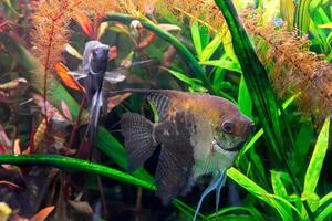 Tropical fish Pterophyllum scalare altum, angelfish swimming in aquarium with green seaweed. photo