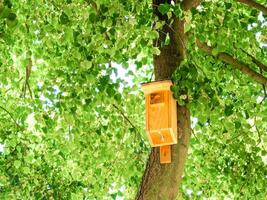 A new wooden birdhouse attached to a tree with wire in spring photo