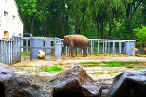 Young elephant in a summer pen,corral at the zoo photo