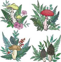Set of different types of mushrooms, grass and berries, ferns. vector