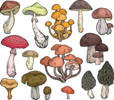 Set of different mushrooms, graphic drawing with lines, cut truffle, porcini mushroom, shiitake and chanterelles isolated. vector