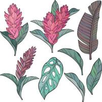 Set of hand drawn alpinia purpurata exotic ginger flower and tropical plants. vector
