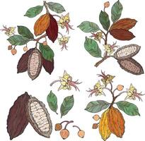 Set of cocoa leaves, flowers and fruits of cocoa beans on blue background. vector