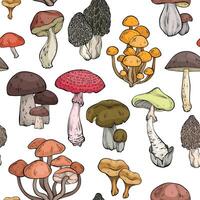 Seamless pattern with different mushrooms, graphic drawing, cut truffle, porcini mushroom, shiitake and chanterelles vector