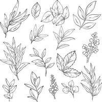 sketch of set of different branches with leaves and berries. vector