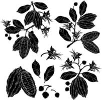 Set of cocoa leaves, flowers and fruits of cocoa beans silhouettes. vector