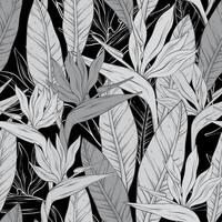 Seamless outline monochrome pattern with tropical bird of paradise flowers and leaves of Strelitzia Reginae. vector