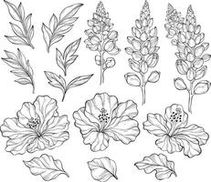 Set with outline lupins, hibiscus and leaves. floral pattern with leaves and lupines flowers. vector