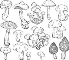 Set of different mushrooms, graphic drawing with lines, black and white cut truffle, porcini mushroom, shiitake and chanterelles isolated. vector