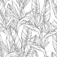 Seamless outline pattern with tropical bird of paradise flowers and leaves of Strelitzia Reginae vector
