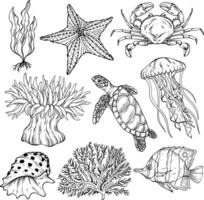 summer sketch of underwater set. Various shell, algae, turtle, crab, crayfish, jellyfish, shell coral starfish anemone vector