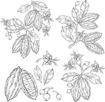 Set of outline cocoa leaves, flowers and fruits of cocoa beans on blue background. vector