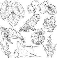 Seamless outline pattern with Tropical elements. Hawaii, beach and summer related items. Stingray, owl, turtle, seaweed, coral and papaya vector