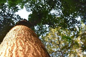 A fantastic large tree trunk grows inside the stump of a giant rain tree, looking up at the sky view of sunlight shining through the green branches under the large tree trunk. photo