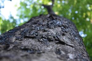A fantastic large tree trunk grows inside the stump of a giant rain tree, looking up at the sky view of sunlight shining through the green branches under the large tree trunk. Focus on the tree trunk. photo