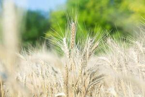 Background of ripening ears of wheat. photo