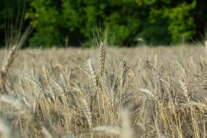 Background of ripening ears of wheat. photo