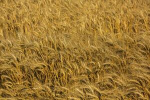 Background of ripening ears of wheat. photo