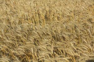 Background of ripening ears of wheat. photo