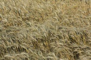 Background of ripening ears of wheat. photo