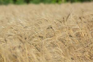 Background of ripening ears of wheat. photo