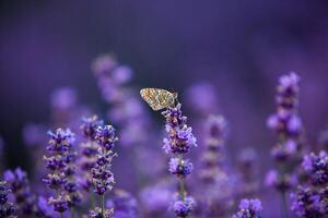 Flowers in the lavender fields in the Provence mountains. Panoramic landscape with blooming lavender. Violet background. photo